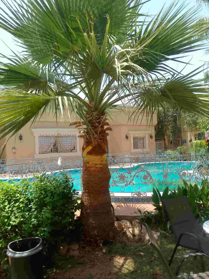 تكريب نخيل وواشنطونيا وتجهيز احواض زراعية وقطع اشجار 4