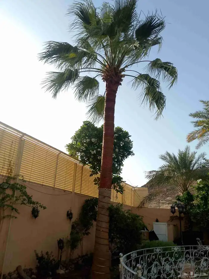 تكريب نخيل وواشنطونيا وتجهيز احواض زراعية وقطع اشجار 5