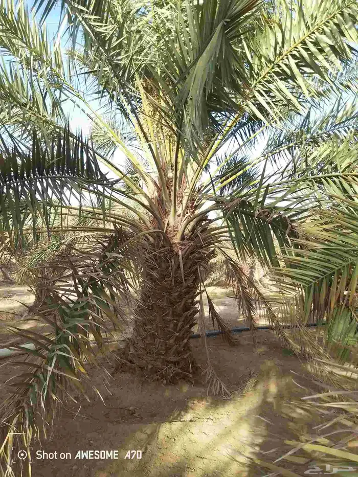 مقاول لجميع اعمال الشبوك وجميع اعمال النخيل 5