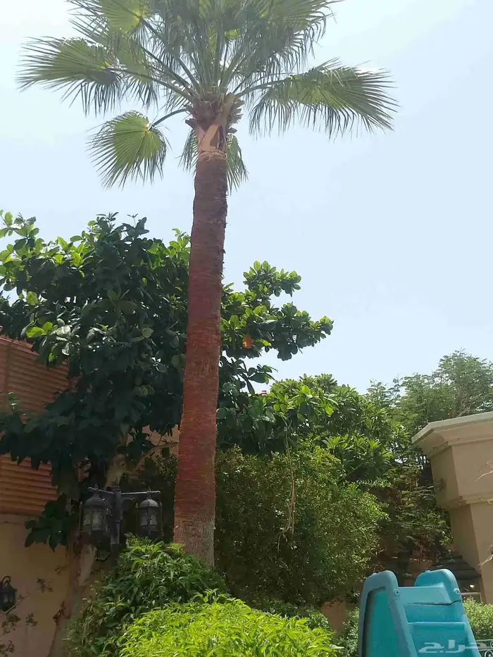 تكريب نخيل وواشنطونيا وتجهيز احواض زراعية وقطع اشجار 2
