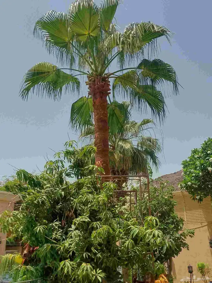 تكريب نخيل وواشنطونيا وتجهيز احواض زراعية وقطع اشجار 3