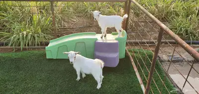ماعز قزم 1