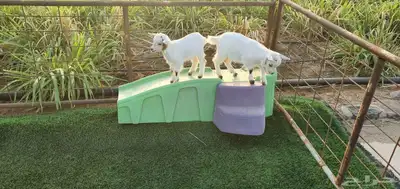 ماعز قزم 2