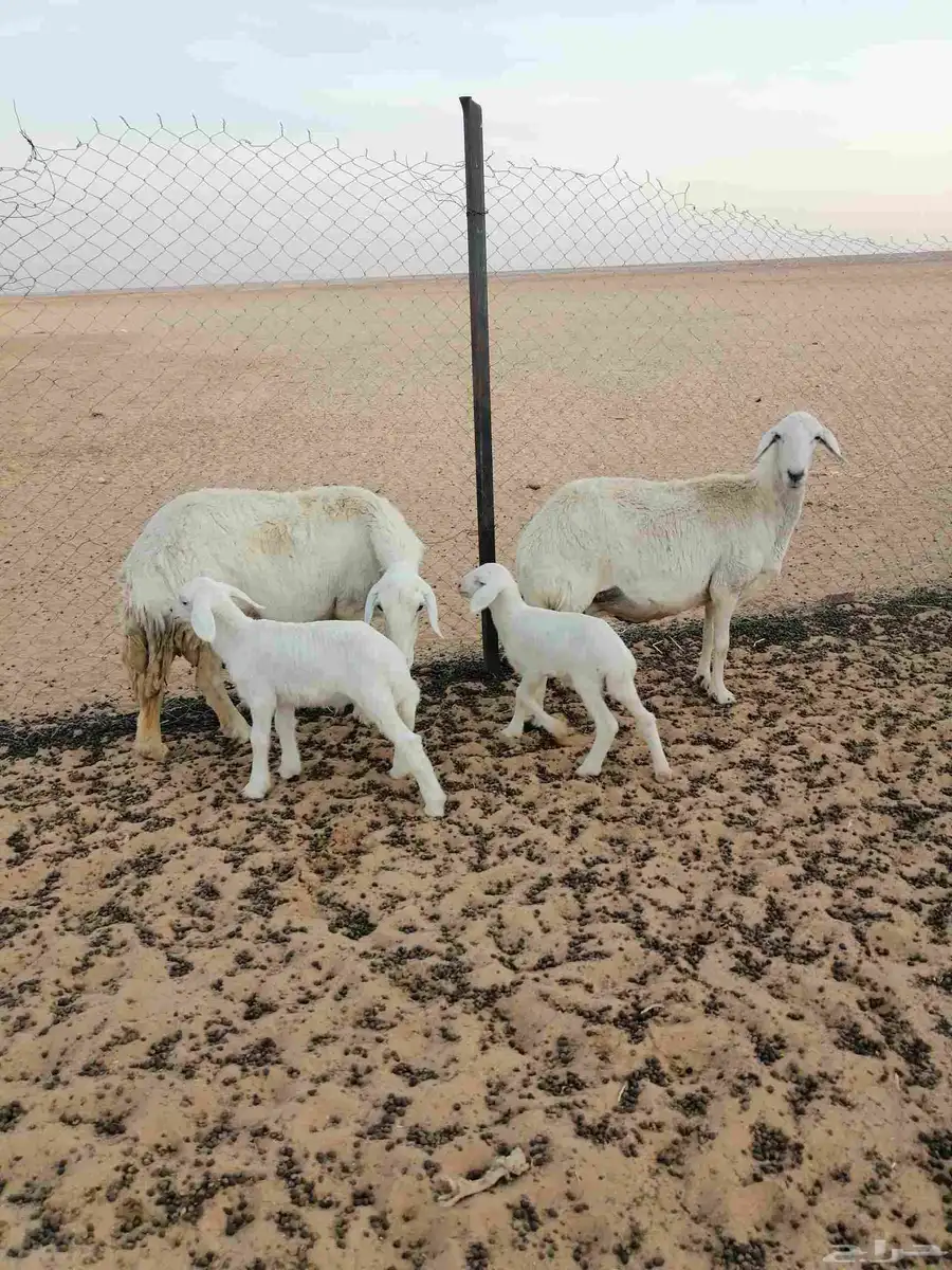 حريات مطافيل 2