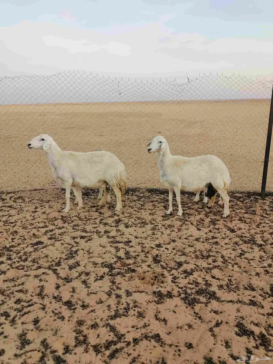 حريات مطافيل 1