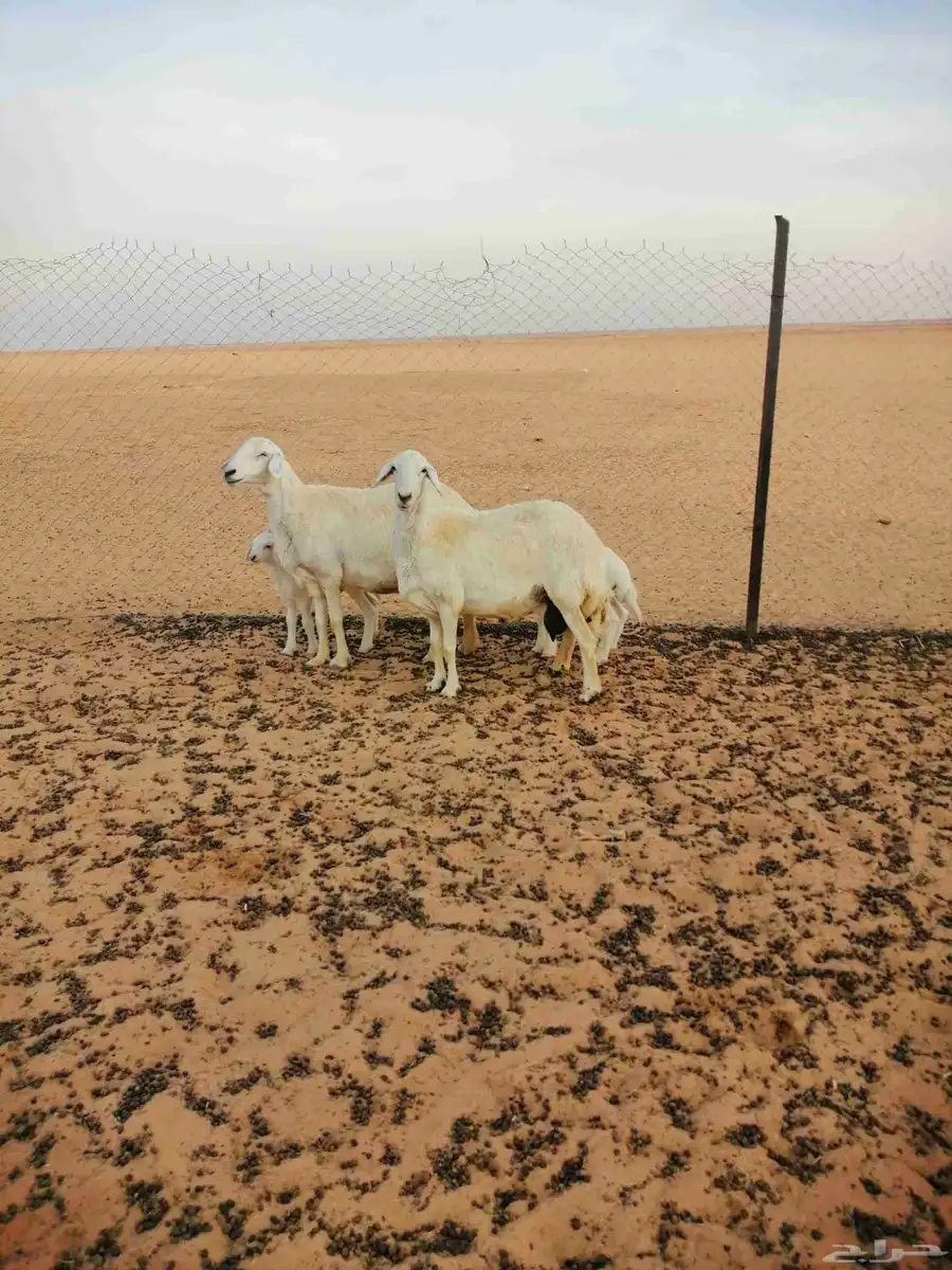 حريات مطافيل 0
