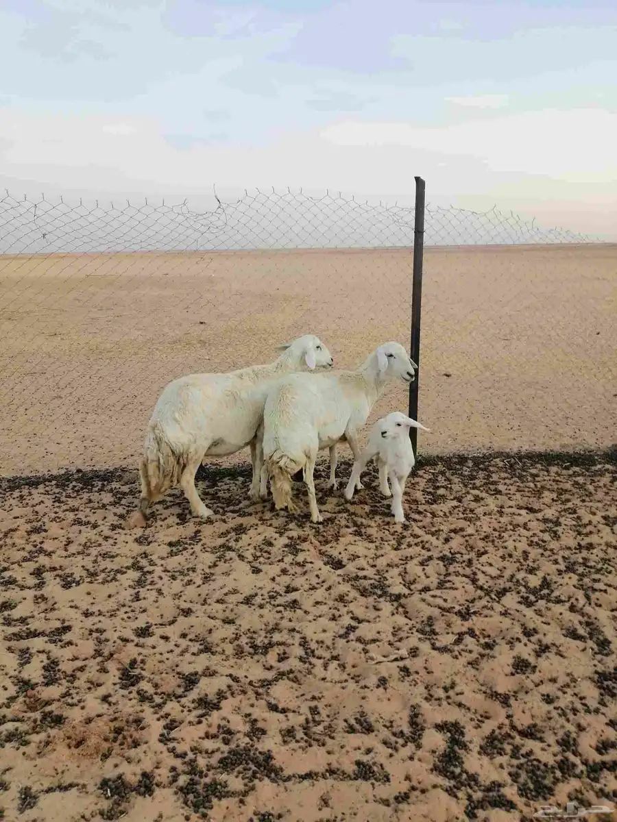 حريات مطافيل 4
