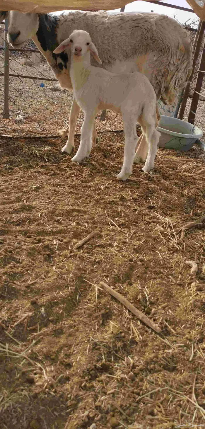 داغور حرري - تم البيع- 1