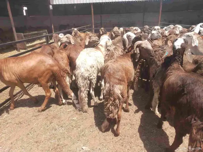 تصفية سواكن جبرة بأسعار مناسبة 1