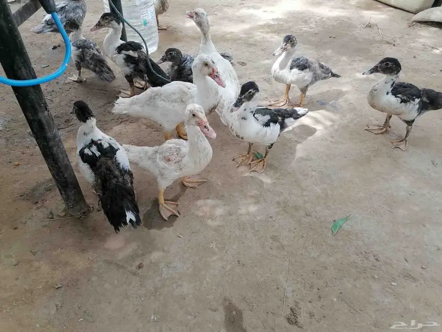 بط بلدي 1