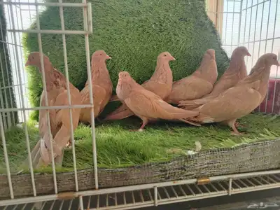 طبات حمام مصري 1