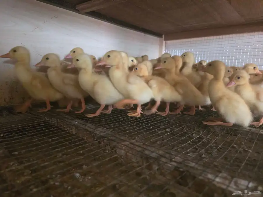 صوص بط بكيني وبلدي للبيع 8