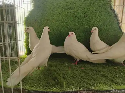 طبات حمام مصري 2