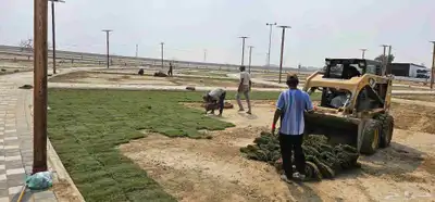 انجيله طبيعي عشب ثيل سي الفين جيزان مزروع طبيعي صبيا جيزان 7