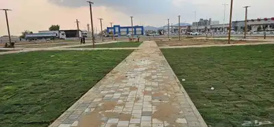 انجيله طبيعي عشب ثيل سي الفين جيزان مزروع طبيعي صبيا جيزان 9