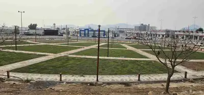 انجيله طبيعي عشب ثيل سي الفين جيزان مزروع طبيعي صبيا جيزان 3
