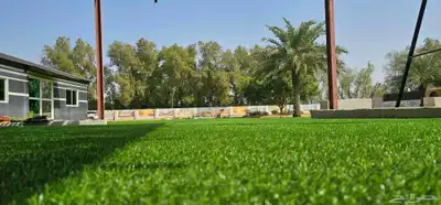 انجيله طبيعي عشب ثيل سي الفين جيزان مزروع طبيعي صبيا جيزان 5