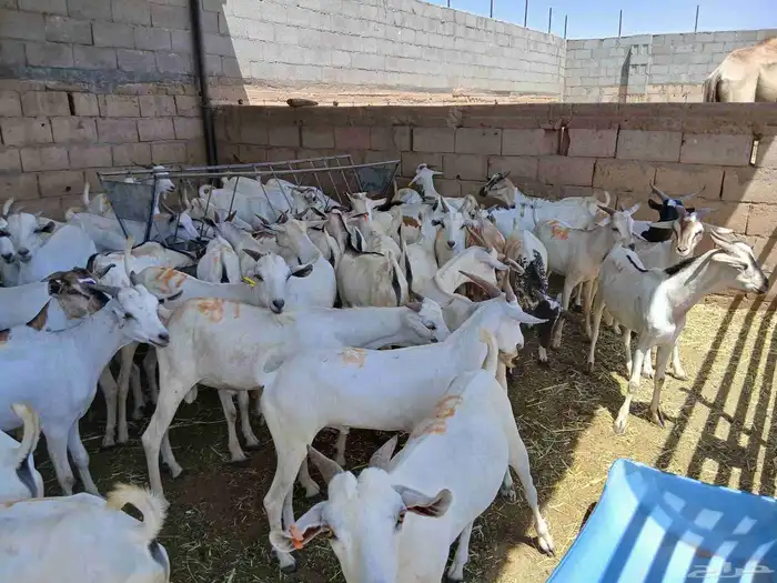 تيوس صومالي مستورد تربيه شهرين ونص ثنيان ربع لحم على الشرط 9