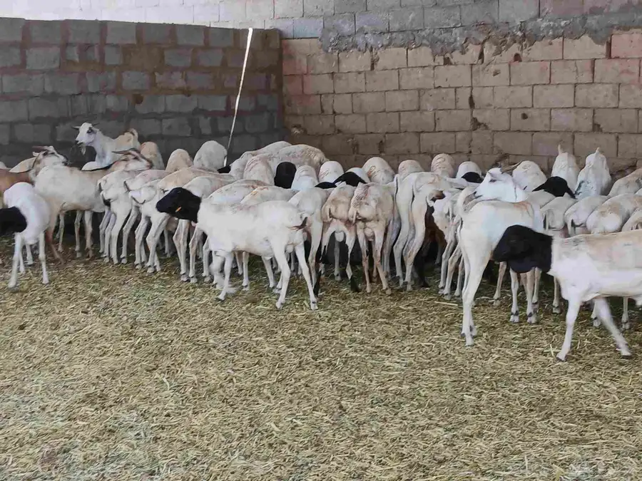 بربري مستورد تربيه شهرين ونص 0