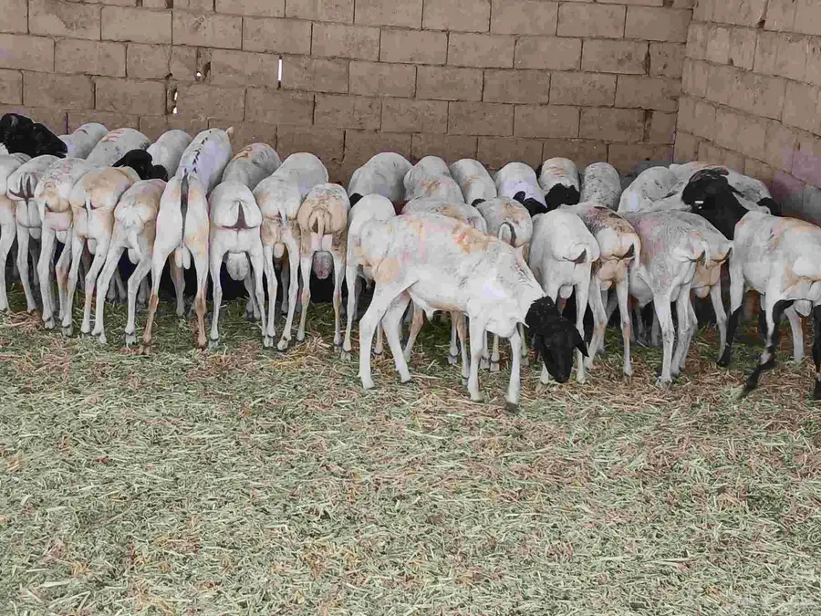 بربري مستورد تربيه شهرين ونص 4