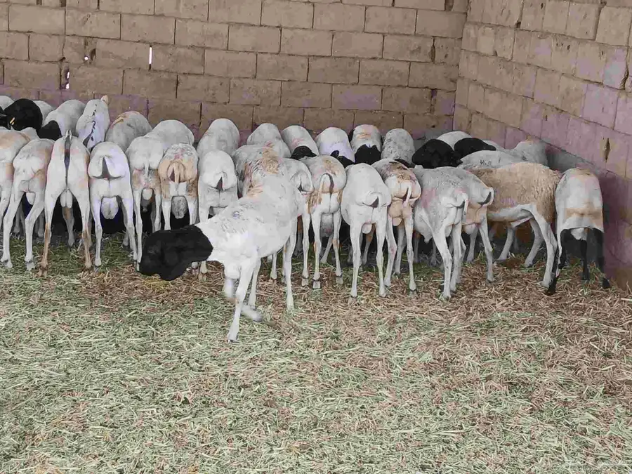 بربري مستورد تربيه شهرين ونص 2