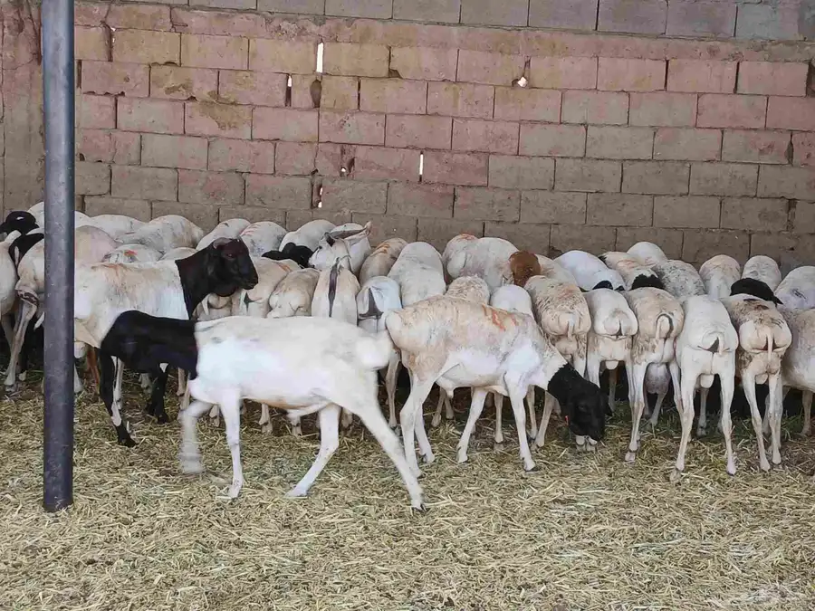 بربري مستورد تربيه شهرين ونص 6