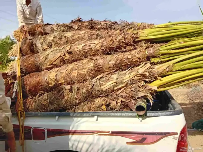 نخل وشنطني زينه للفل واستراحات والبيوت والقصور وا 3