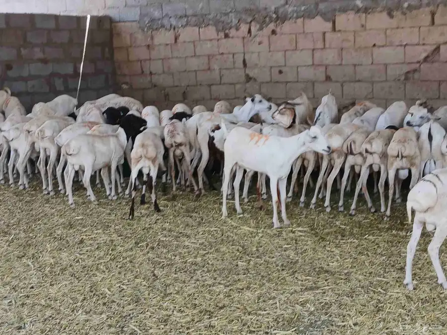 بربري مستورد تربيه شهرين ونص 7