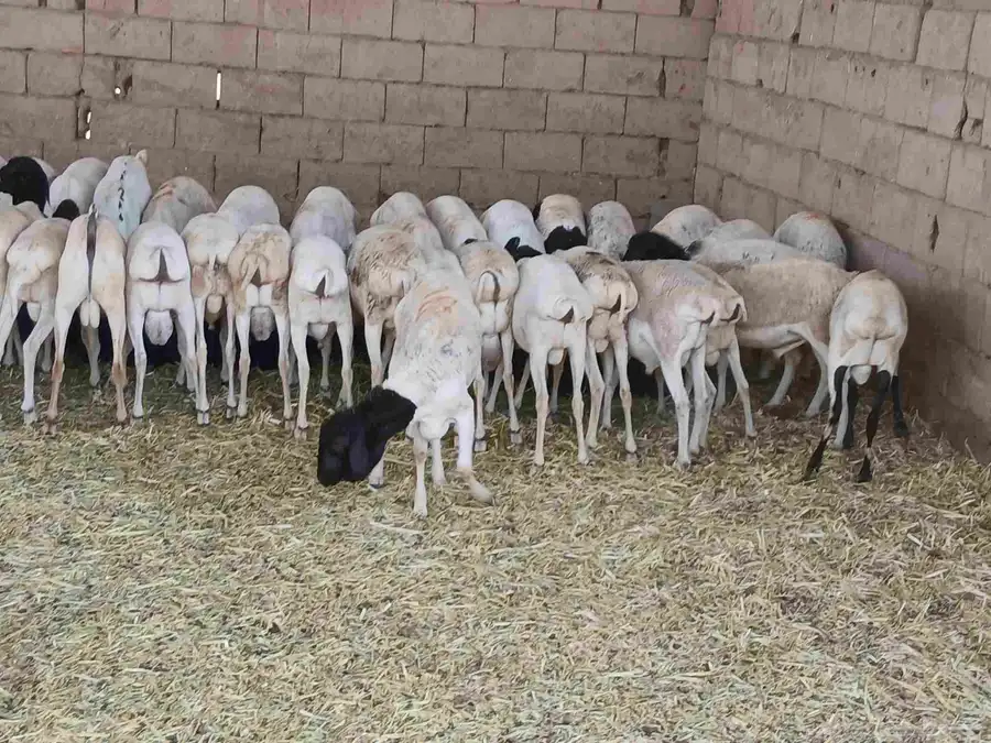 بربري مستورد تربيه شهرين ونص 3