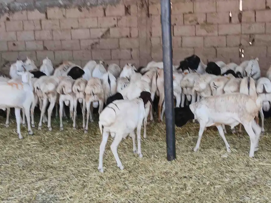 بربري مستورد تربيه شهرين ونص 1