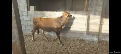 عجل مهجن ألماني جرسي الاحساء الهفوف 2