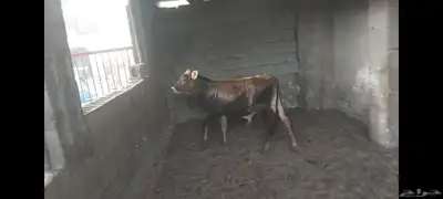 عجل مهجن ألماني جرسي الاحساء الهفوف 3
