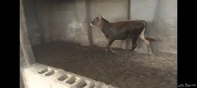 عجل مهجن ألماني جرسي الاحساء الهفوف 5