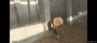 عجل مهجن ألماني جرسي الاحساء الهفوف 7