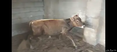 عجل مهجن ألماني جرسي الاحساء الهفوف 0