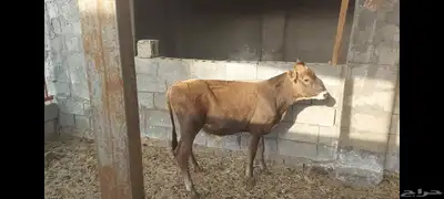 عجل مهجن ألماني جرسي الاحساء الهفوف 1