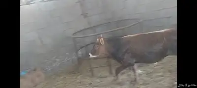 عجل مهجن ألماني جرسي الاحساء الهفوف 6