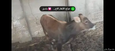عجل مهجن ألماني جرسي الاحساء الهفوف 4