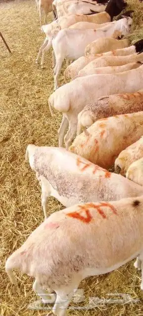 موقعنا الباحة تبوك الخرج مكة الرياض 15