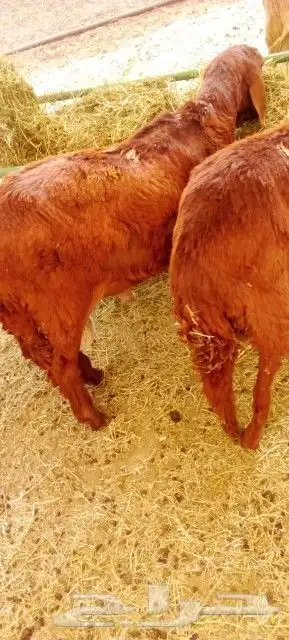 موقعنا الباحة تبوك الخرج مكة الرياض 17