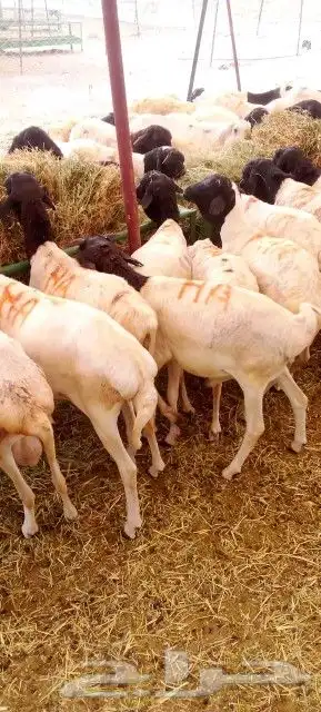 موقعنا الباحة تبوك الخرج مكة الرياض 12