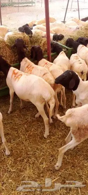 موقعنا الباحة تبوك الخرج مكة الرياض 11