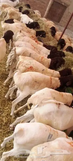 موقعنا الباحة تبوك الخرج مكة الرياض 13