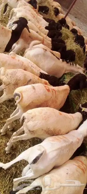 موقعنا الباحة تبوك الخرج مكة الرياض 14