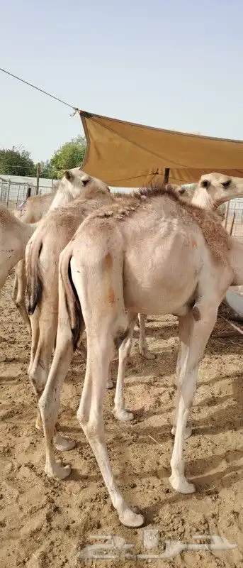 موقعنا الباحة تبوك الخرج مكة الرياض 21