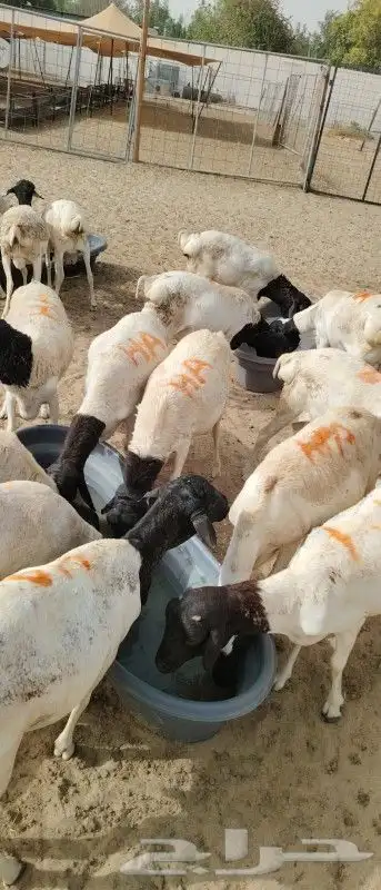 موقعنا الباحة تبوك الخرج مكة الرياض 22
