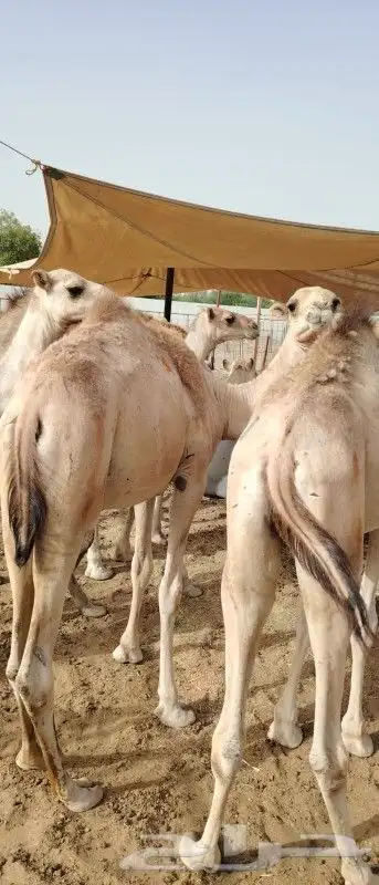 موقعنا الباحة تبوك الخرج مكة الرياض 20