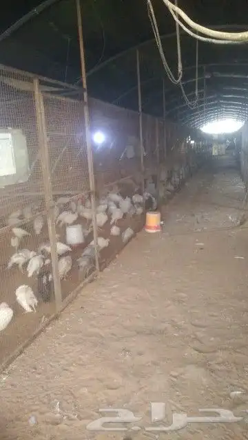 يوجد الروم الصغير يوجد الرومي الكبير يوجد البط 2