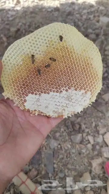 عسل طلح وقرض 0