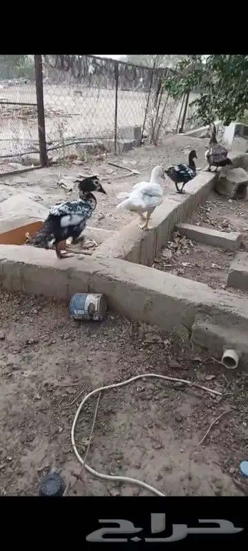 بط ثلاثة ذكور ووحده ناثيه 0